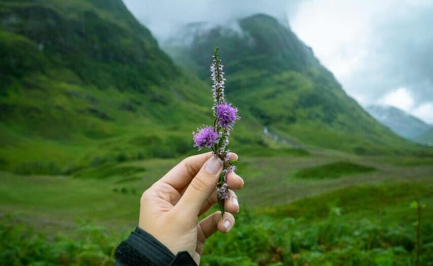 scottish_mountains_thistle