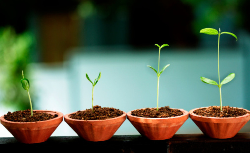 seedlings_growing