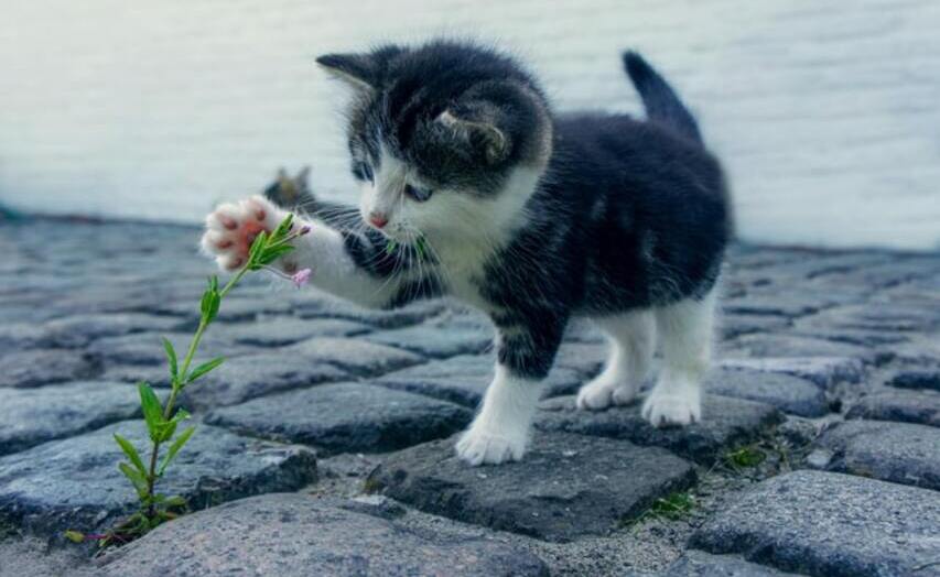 cat_and_flower