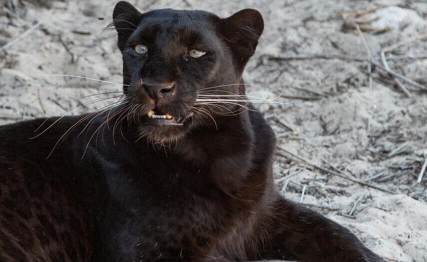 panther