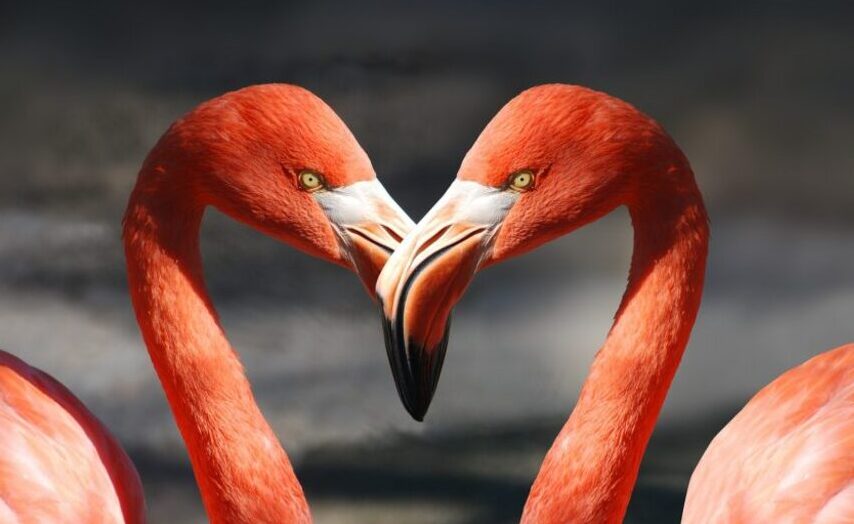 flamingo_couple